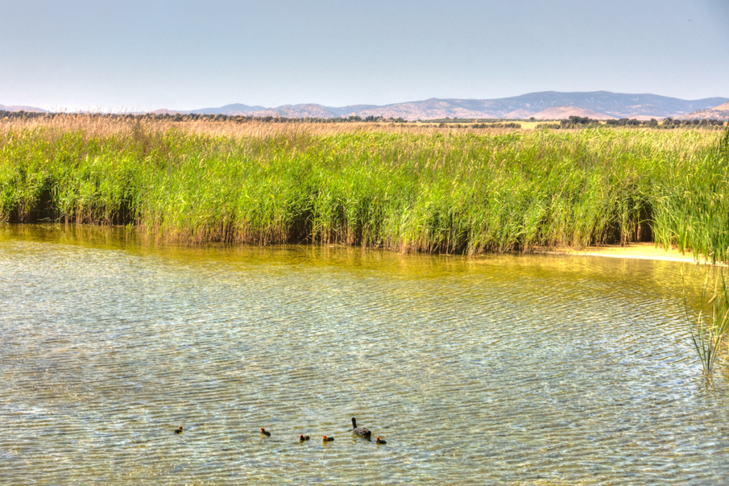 La fauna en las Tablas de Daimiel juega un papel fundamental y hay una gran diversidad de aves y especies