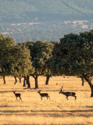 provincia-de-ciudad-real-parque-cabaneros